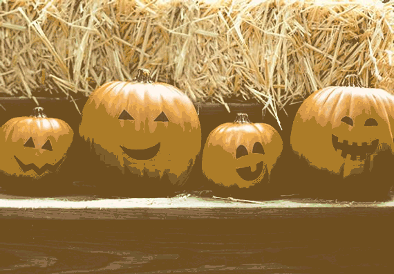 Cztery dynie położone przed sianem